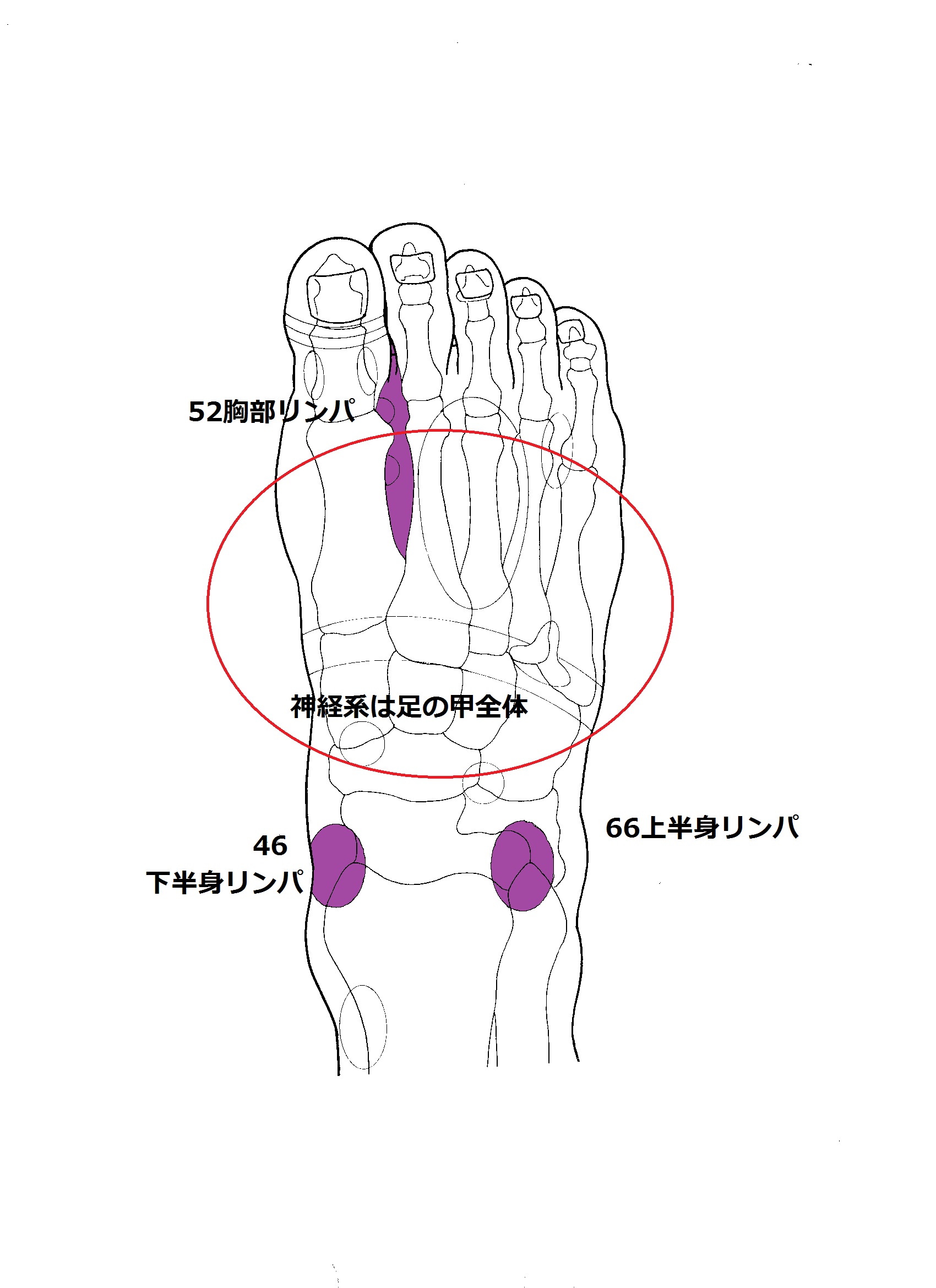 キッザニア 大人